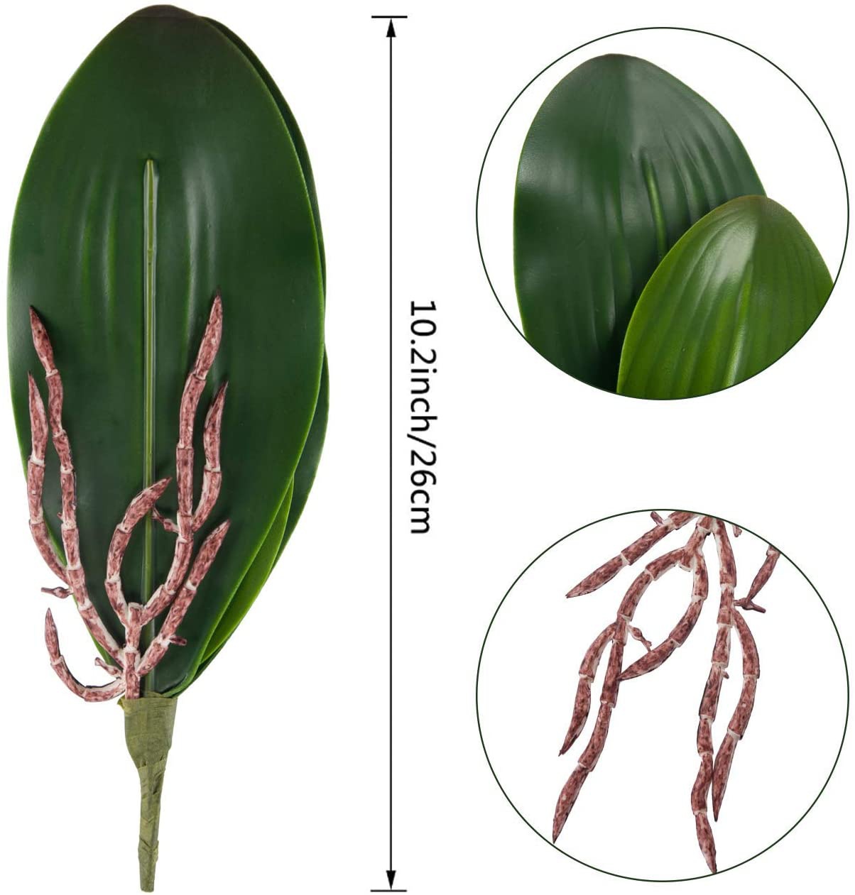Phalaenopsis Orchids Leaves Ar - Orchid Phalaenopsis review and price