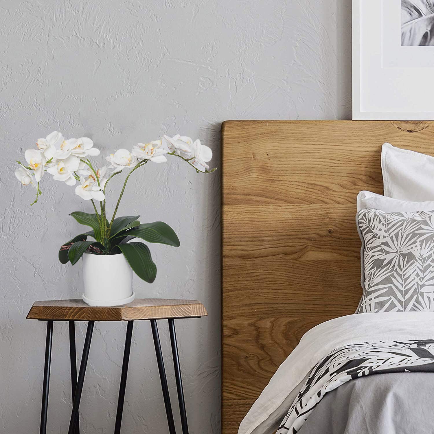 Phalaenopsis Orchids Leaves Ar - Orchid Phalaenopsis review and price