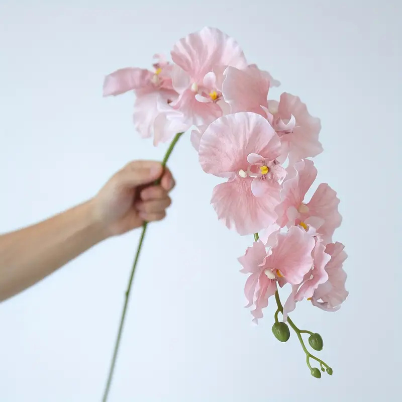 Long Branch Butterfly Orchids  - Orchid Phalaenopsis review and price