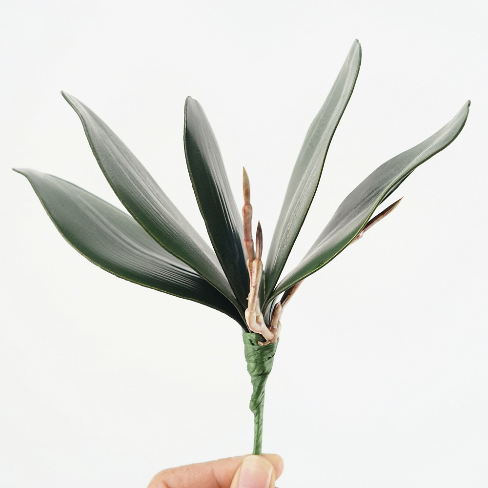 3pc Eva Simulation Phalaenopsi - Orchid Phalaenopsis review and price