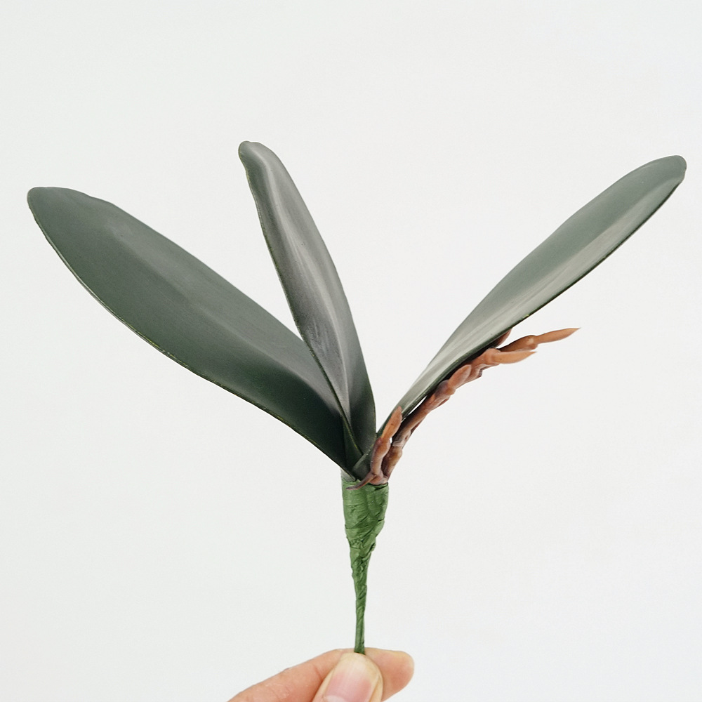 3pc Eva Simulation Phalaenopsi - Orchid Phalaenopsis review and price