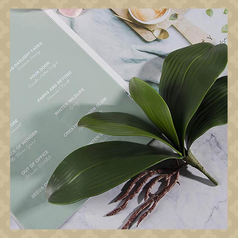 AB45 Phalaenopsis Orchids Leav - Orchid Phalaenopsis review and price