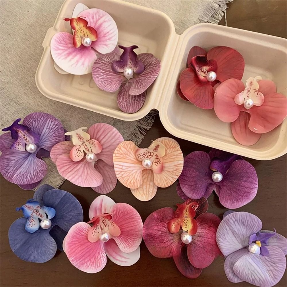 1Pcs Phalaenopsis Pearl Hair C - Orchid Phalaenopsis review and price