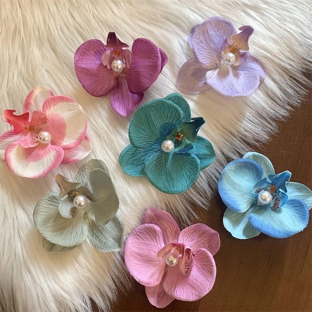 1Pcs Phalaenopsis Pearl Hair C - Orchid Phalaenopsis review and price